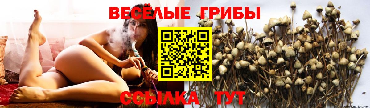 Псилоцибиновые грибы GOLDEN TEACHER  Вход с VPN  Луга  Галлюциногенные грибы мухоморы 